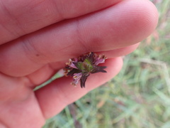 Odontites vulgaris