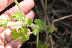 Pelargonium capitatum