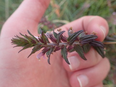 Odontites vulgaris