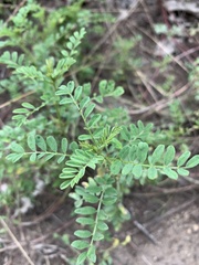 Indigofera pratensis