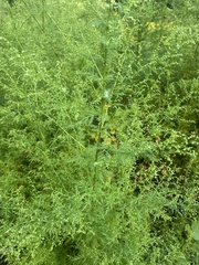 Artemisia annua