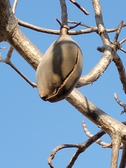 Adansonia gregorii