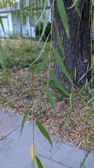 Salix babylonica