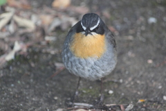 Cossypha caffra caffra