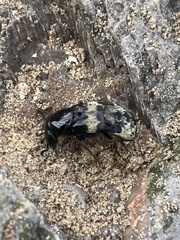 Creophilus maxillosus