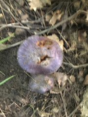 Cortinarius traganus