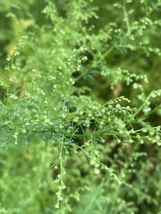 Artemisia annua
