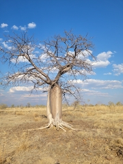 Adansonia gregorii