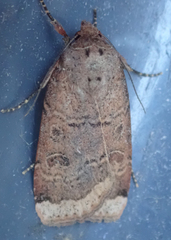 Abagrotis alternata