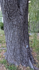 Salix babylonica