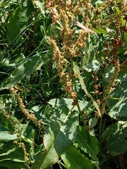 Rumex obtusifolius