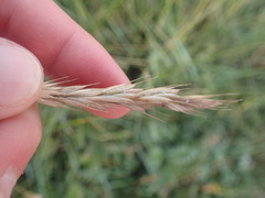 Elymus athericus