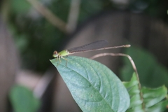 Ceriagrion auranticum