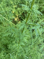 Artemisia annua
