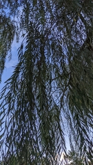 Salix babylonica