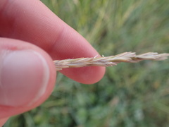 Elymus farctus