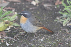 Cossypha caffra caffra