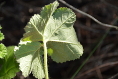 Pelargonium capitatum
