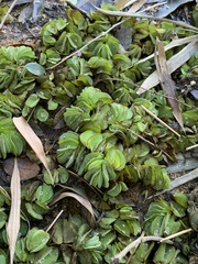 Salvinia molesta