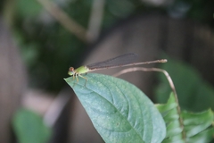 Ceriagrion auranticum