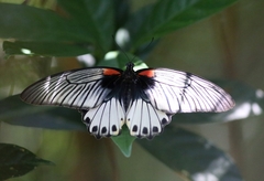 Papilio memnon