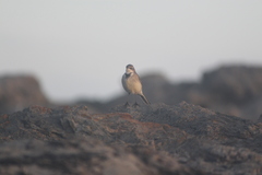 Motacilla capensis capensis