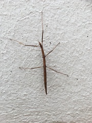 Clonopsis gallica