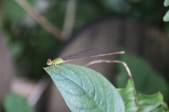 Ceriagrion auranticum