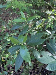 Psychotria carthagenensis