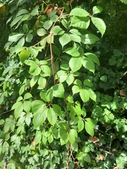 Parthenocissus inserta