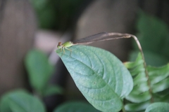 Ceriagrion auranticum