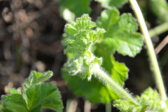 Pelargonium capitatum