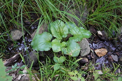 Plantago cordata