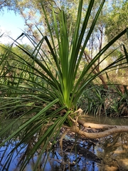 Pandanus aquaticus