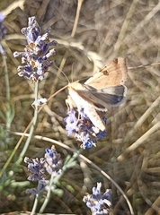 Heliothis peltigera