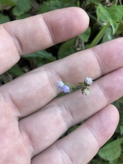 Ageratum