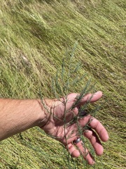 Asparagus officinalis