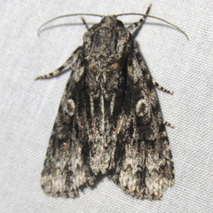 Acronicta liturata
