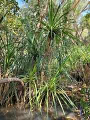 Pandanus aquaticus