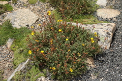 Geum rossii
