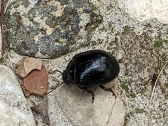 Chrysolina haemoptera
