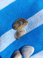 Ostreidae