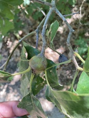 Zapatella quercusphellos