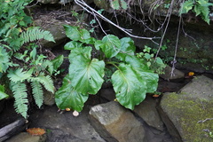 Plantago cordata