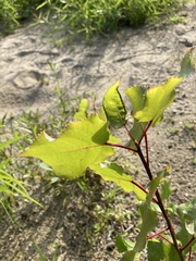 Populus