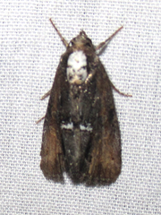 Bryolymnia semifascia