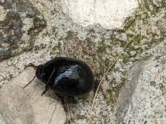 Chrysolina haemoptera