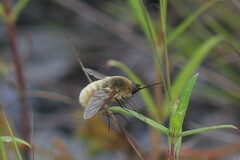 Bombyliinae