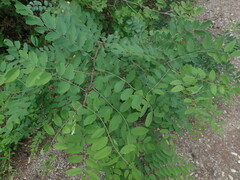 Robinia neomexicana