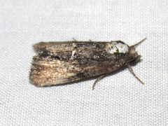 Bryolymnia semifascia